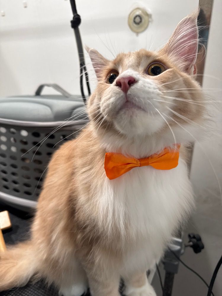 Cat with an orange bow tie after the grooming session