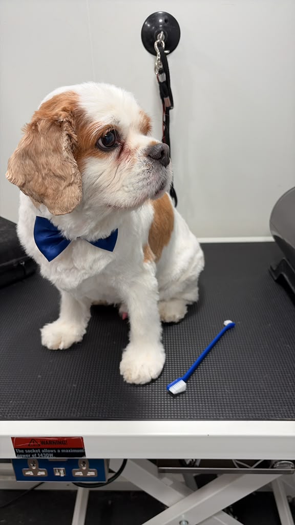 Cavalier puppy with a blue bow tie after grooming