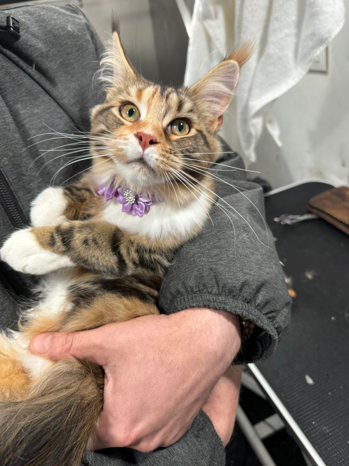 Kitten with a purple collar held after grooming