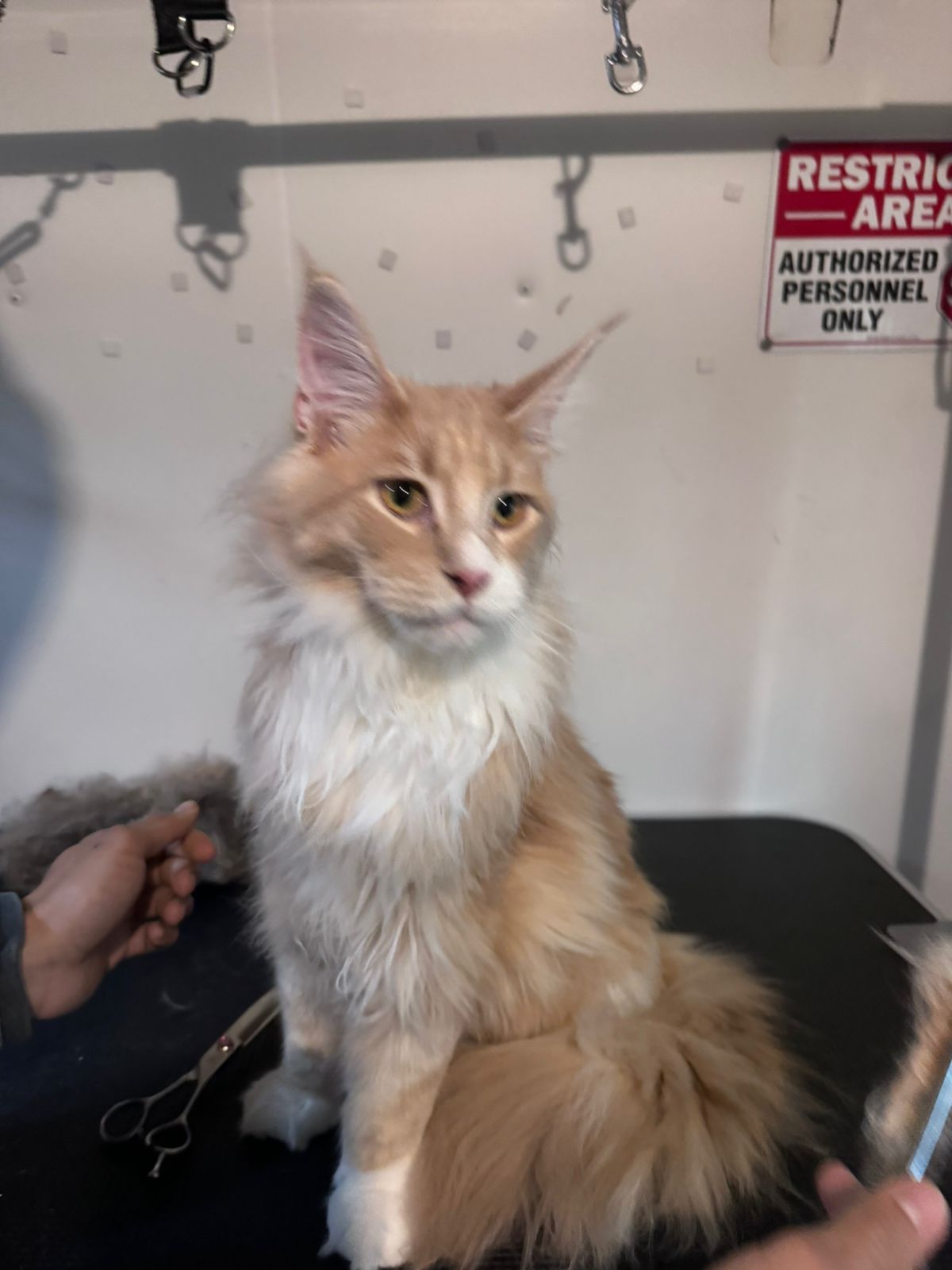 Maine Coon cat after grooming