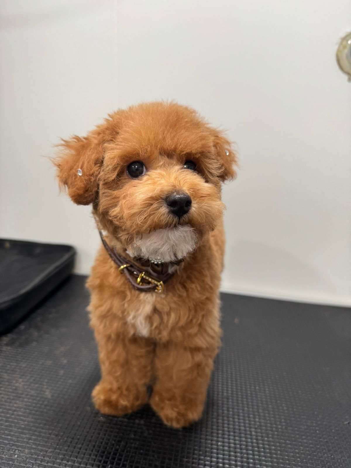 Poodle puppy freshly groomed on the table