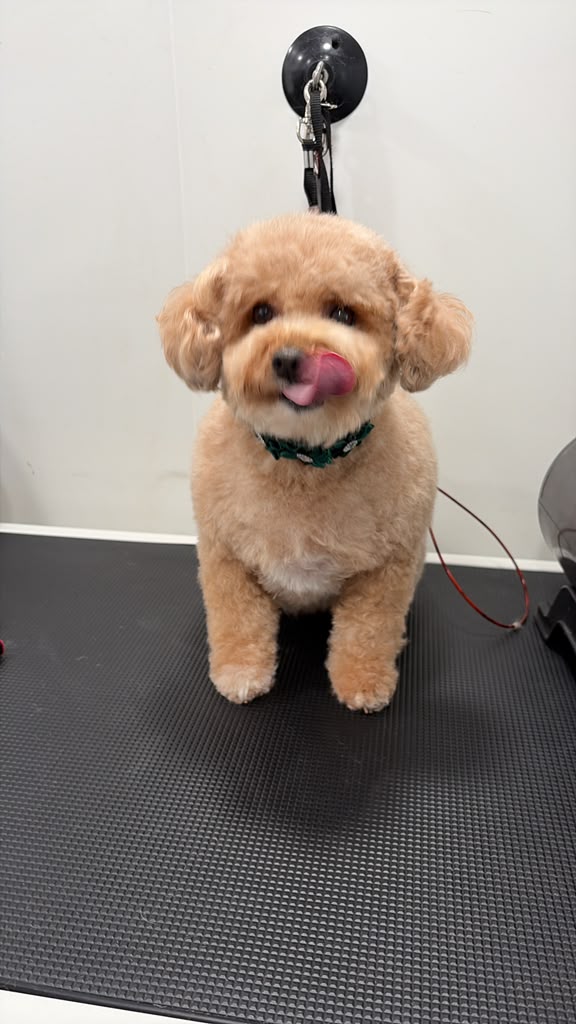 Poodle freshly groomed sticking its tongue out