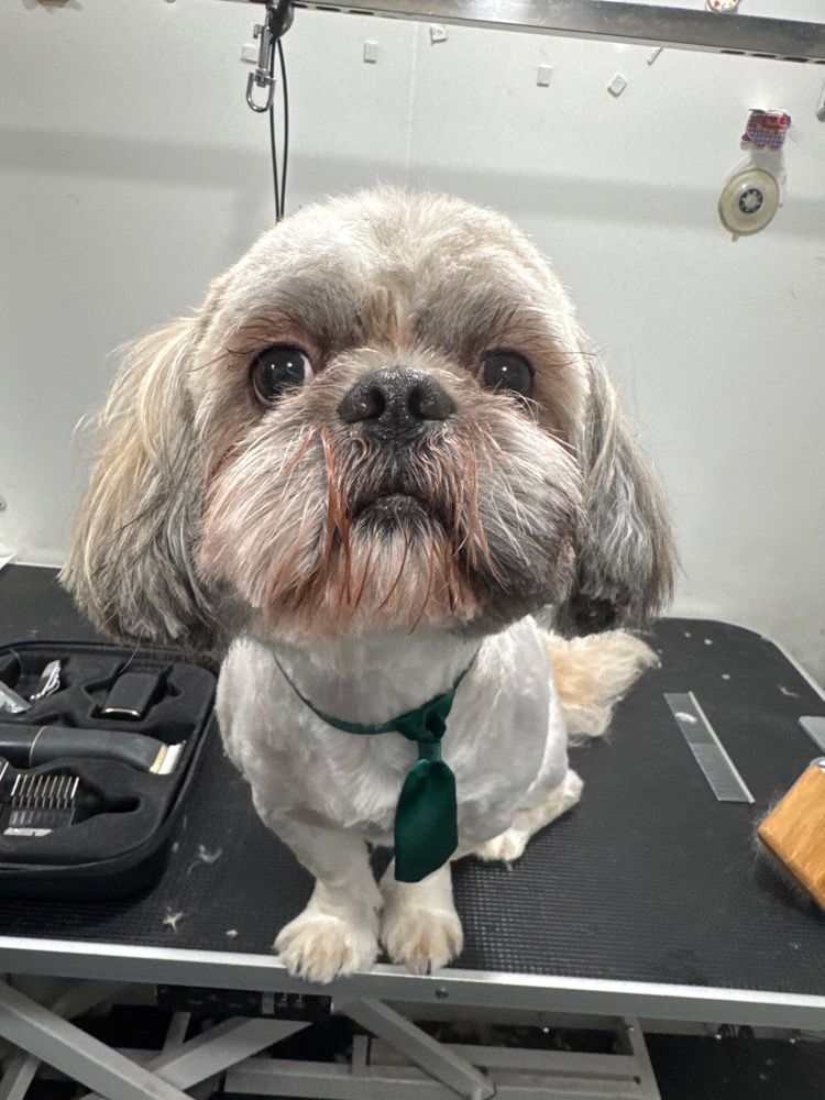 Shih Tzu with a green tie after grooming in the mobile van