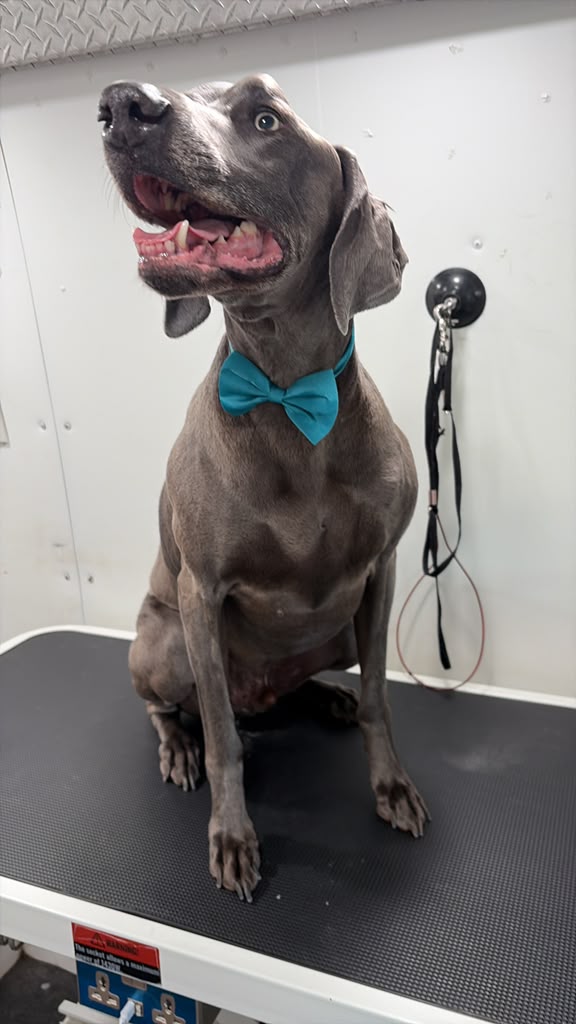 Weimaraner with a blue bow tie on the grooming table