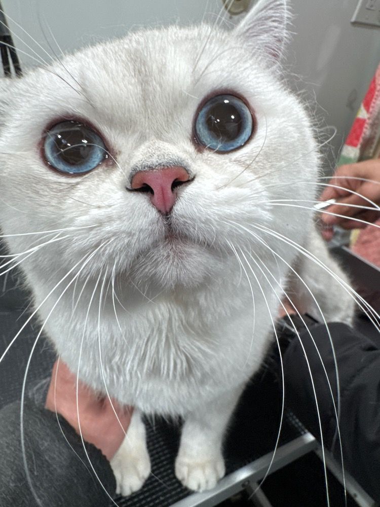 White cat with blue eyes on the grooming table