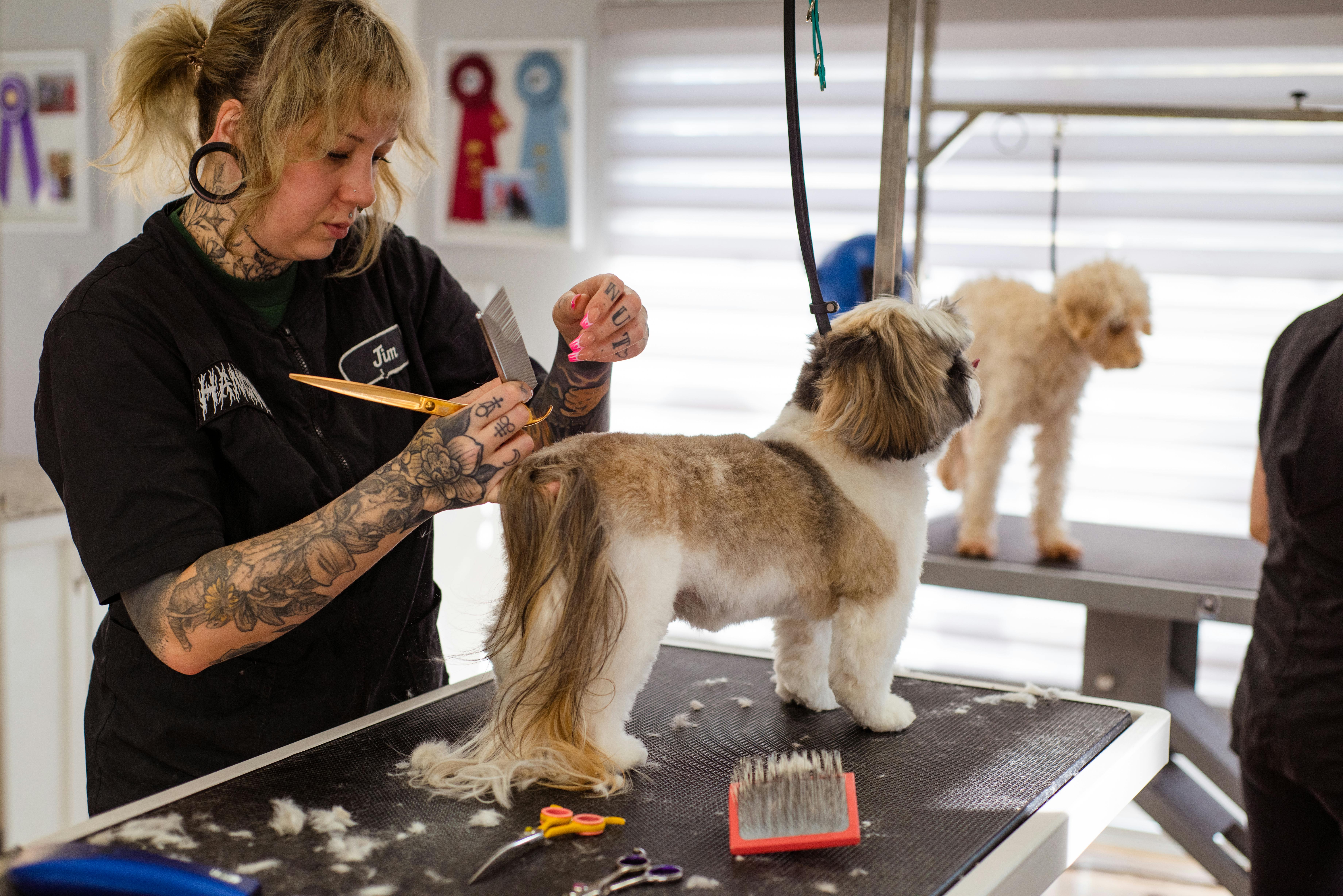 A groomer scissoring a shih tzu's coat on a grooming table