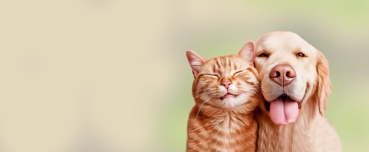 Happy cat and dog after a WeDoPetz grooming session