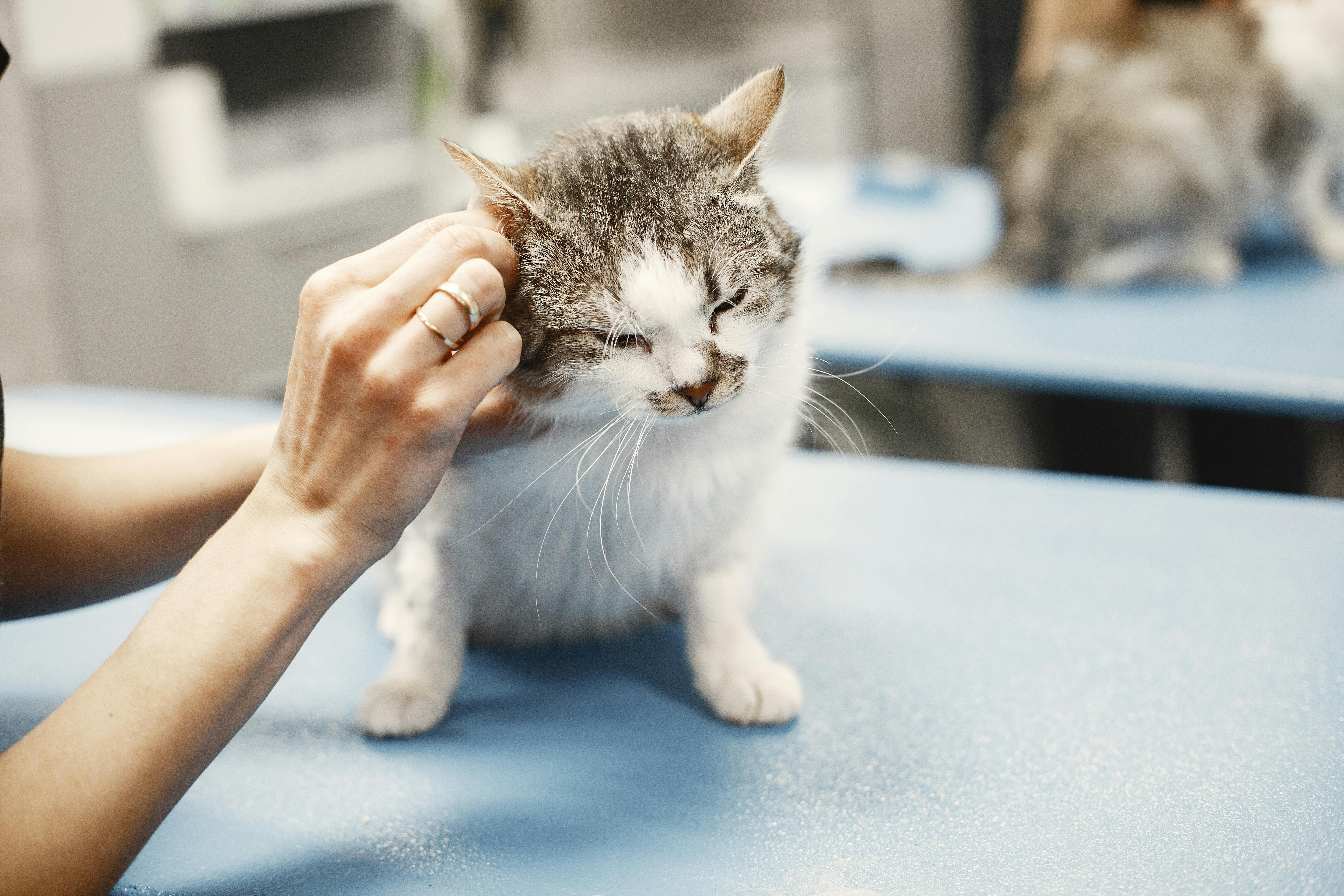 Groomer gently cleaning a tabby cat's ears on the grooming table