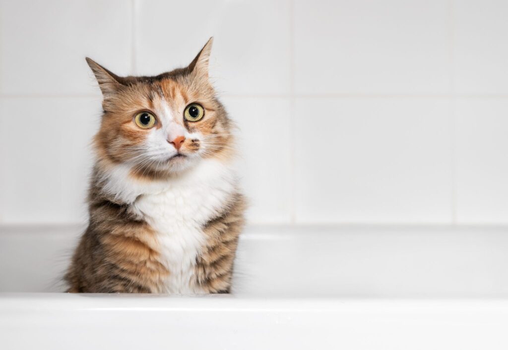 cat sitting in bathtub after playing with water front view sophiecat shutterstock scaled