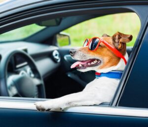 imgi 2 pet transport