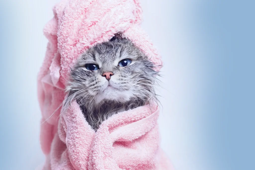 specialized cat grooming by wedopetz